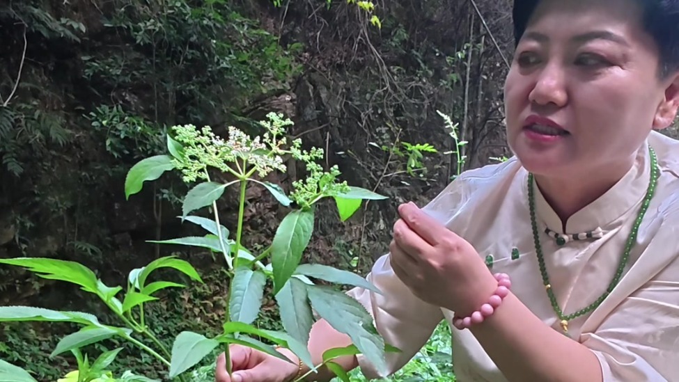 香气猎人｜深入张家界原始山林，寻找藏在大山里的香气