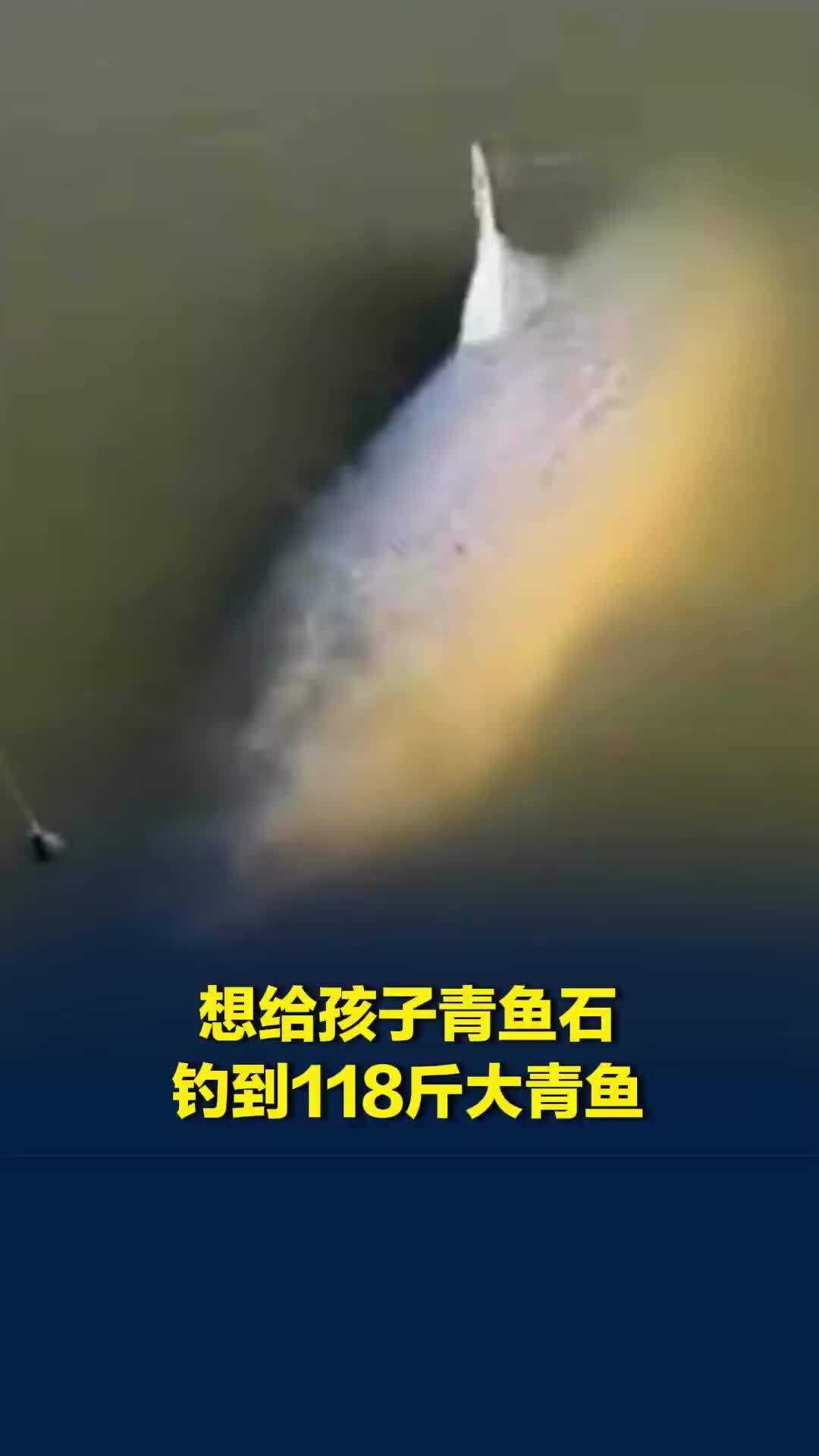 男子苦钓三天钓起118斤大青鱼，妻子：青鱼石留下给宝宝，鱼卖2.5万元