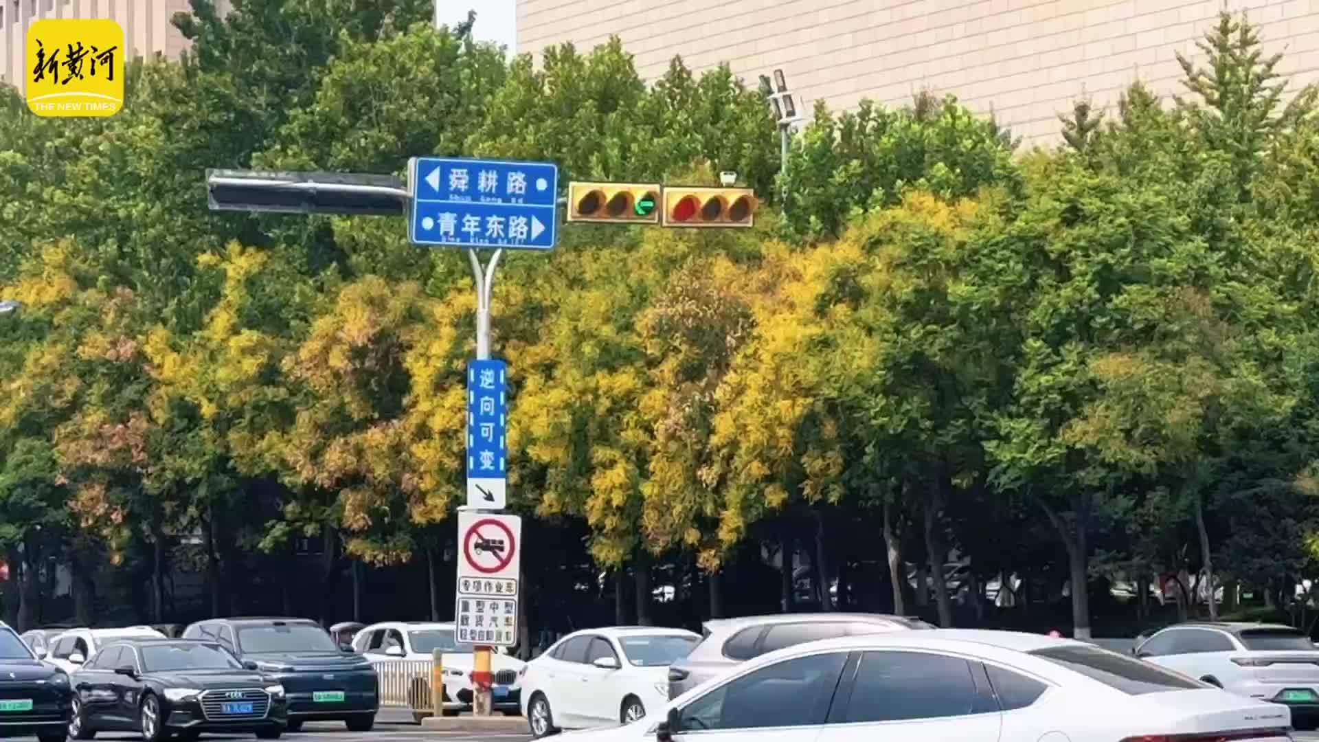 济南经十路栾树泛黄铺展秋日美景