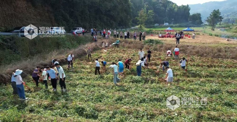 2026年9月12日，在江西省吉安市吉水县双村镇连西村井冈蜜薯种植基地，亲子农耕助农实践活动现场。