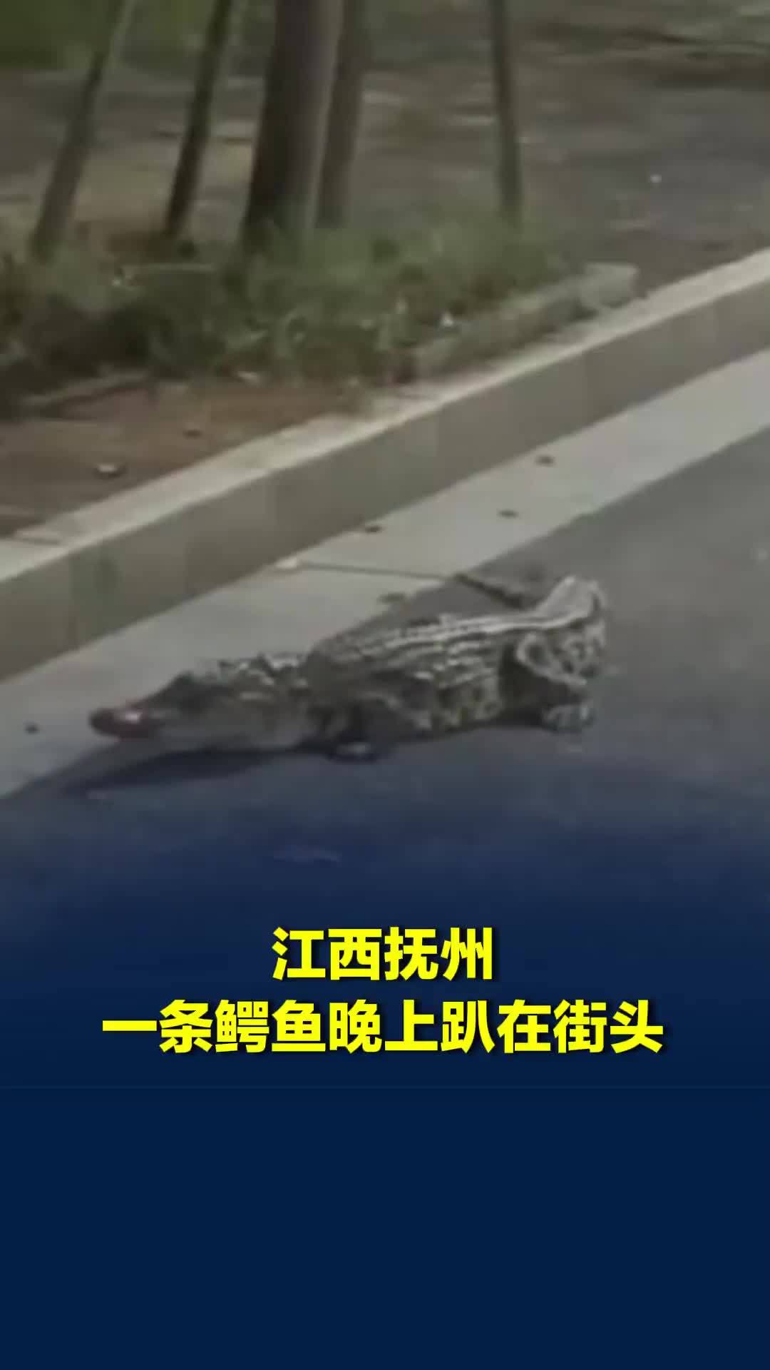江西抚州一条鳄鱼晚上趴在街头，事发地村干部：它嘴巴被封住，疑运输时掉落