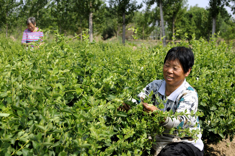 灵台群众正在采收中药材金银花
