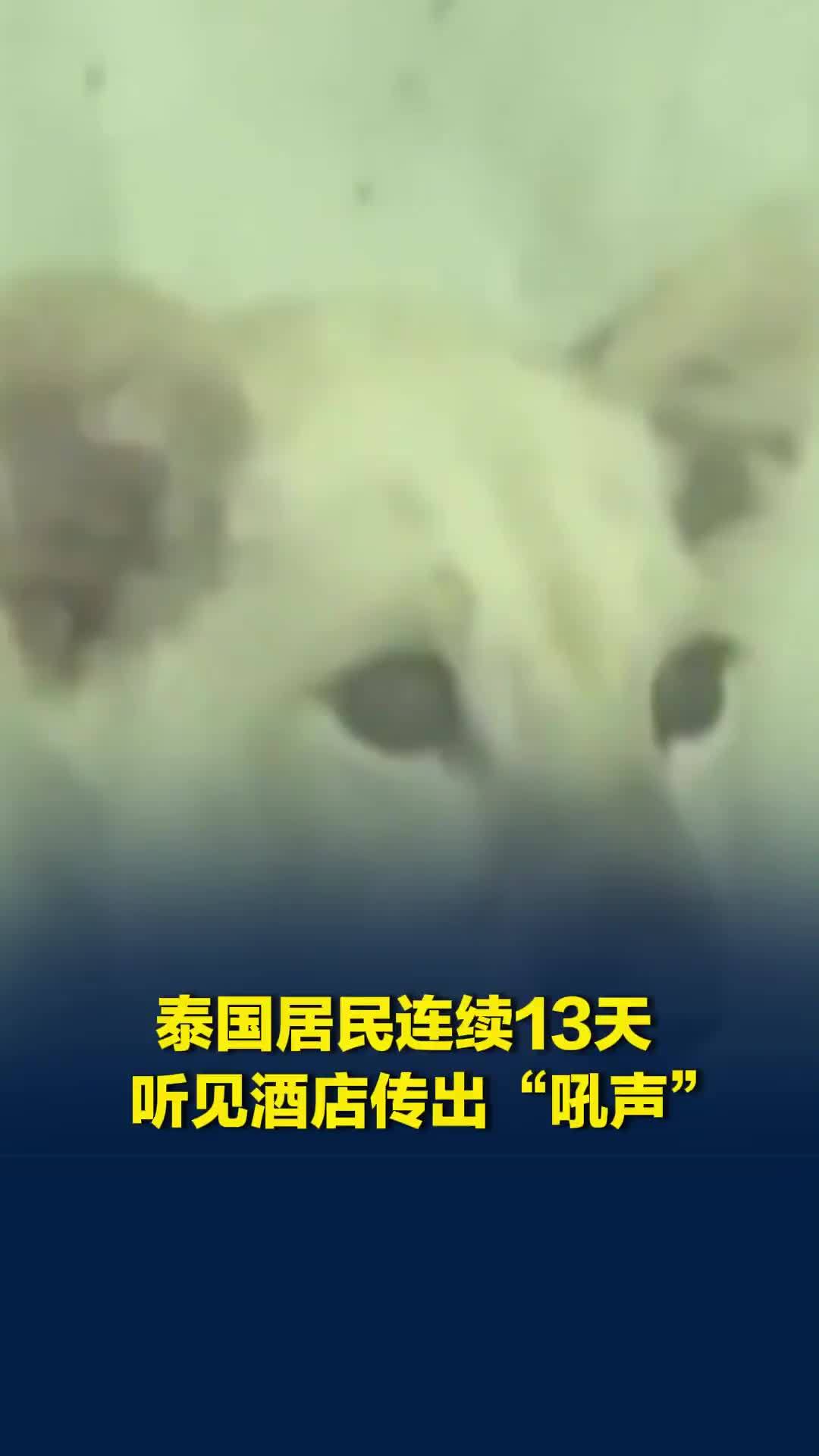 泰国居民连续13天听见酒店传出“吼声”，警方到场一看：养了一只白狮幼崽