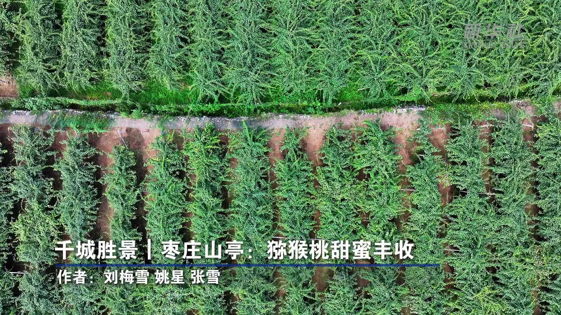 千城胜景｜枣庄山亭：猕猴桃甜蜜丰收