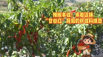 【甘快看】来看这抹“甘谷红”背后的秋收科技范