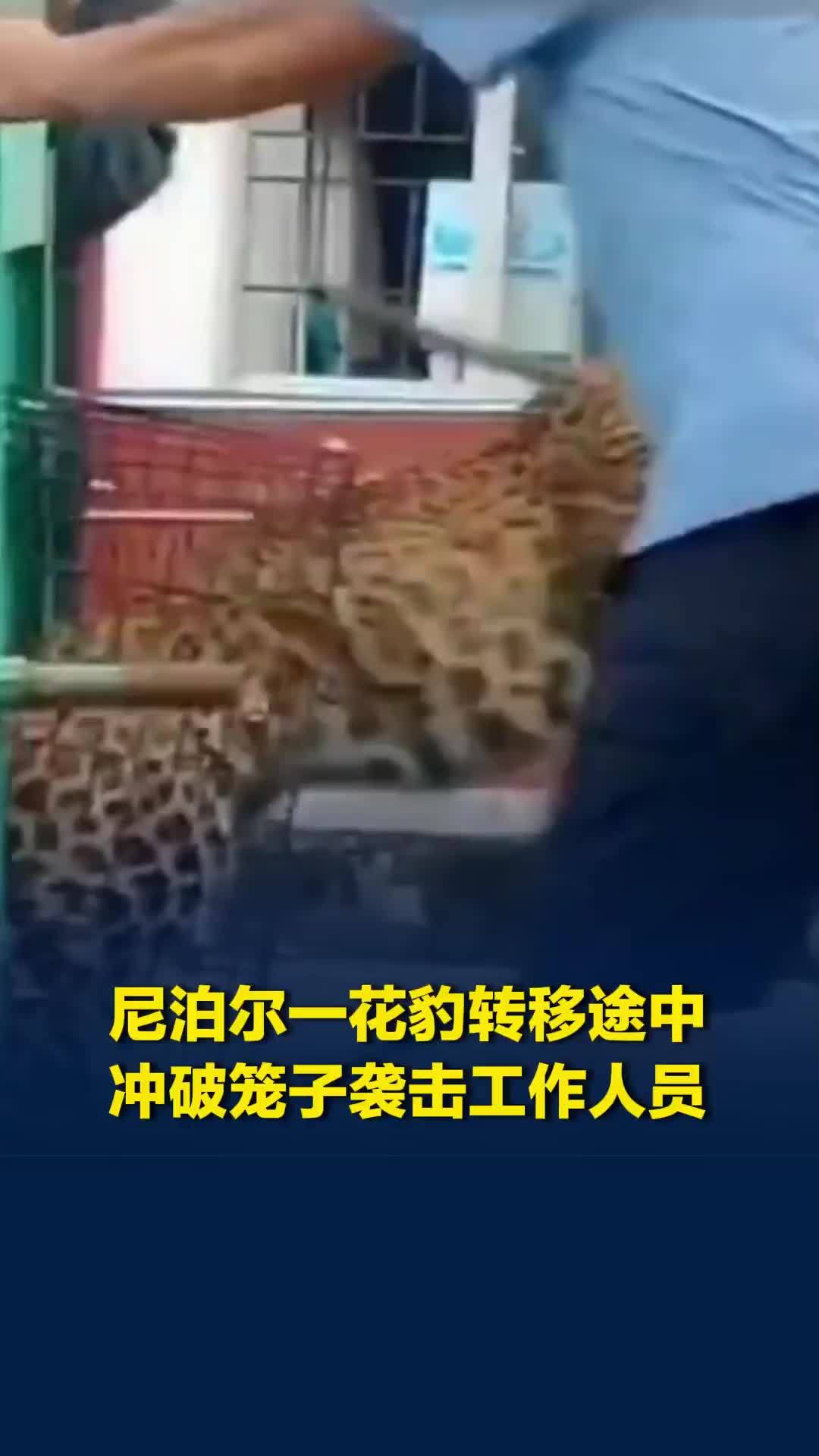 尼泊尔一花豹转移途中冲破笼子袭击工作人员，旁边男子狂打花豹头部施救