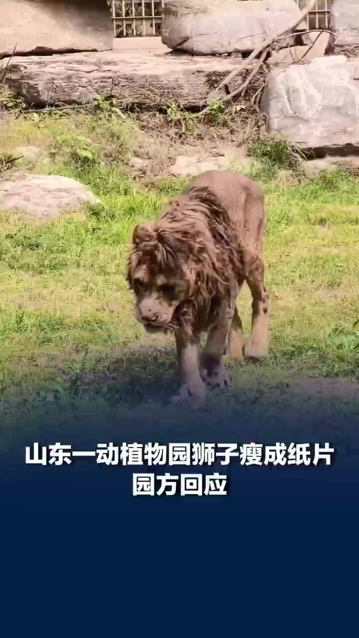 山东一动植物园狮子瘦成纸片