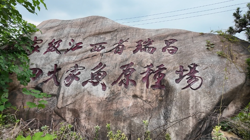 国家级江西省瑞昌四大家鱼原种场。
