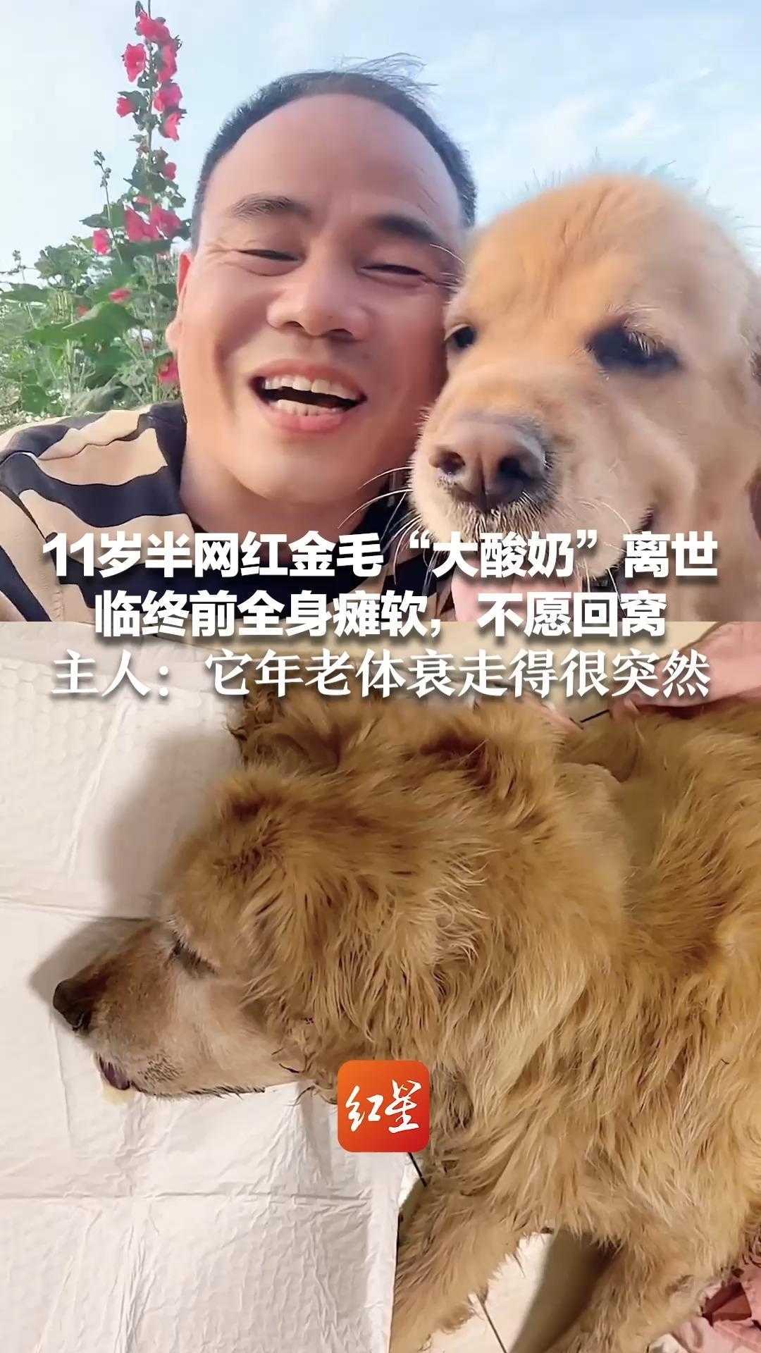 11岁半网红金毛“大酸奶”离世 临终前全身瘫软，不愿回窝 主人：它年老体衰走得很突然 查出胰腺炎、肾衰等疾病