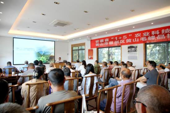 黄山市徽州区举办黄山毛峰品质提升样板点现场观摩会