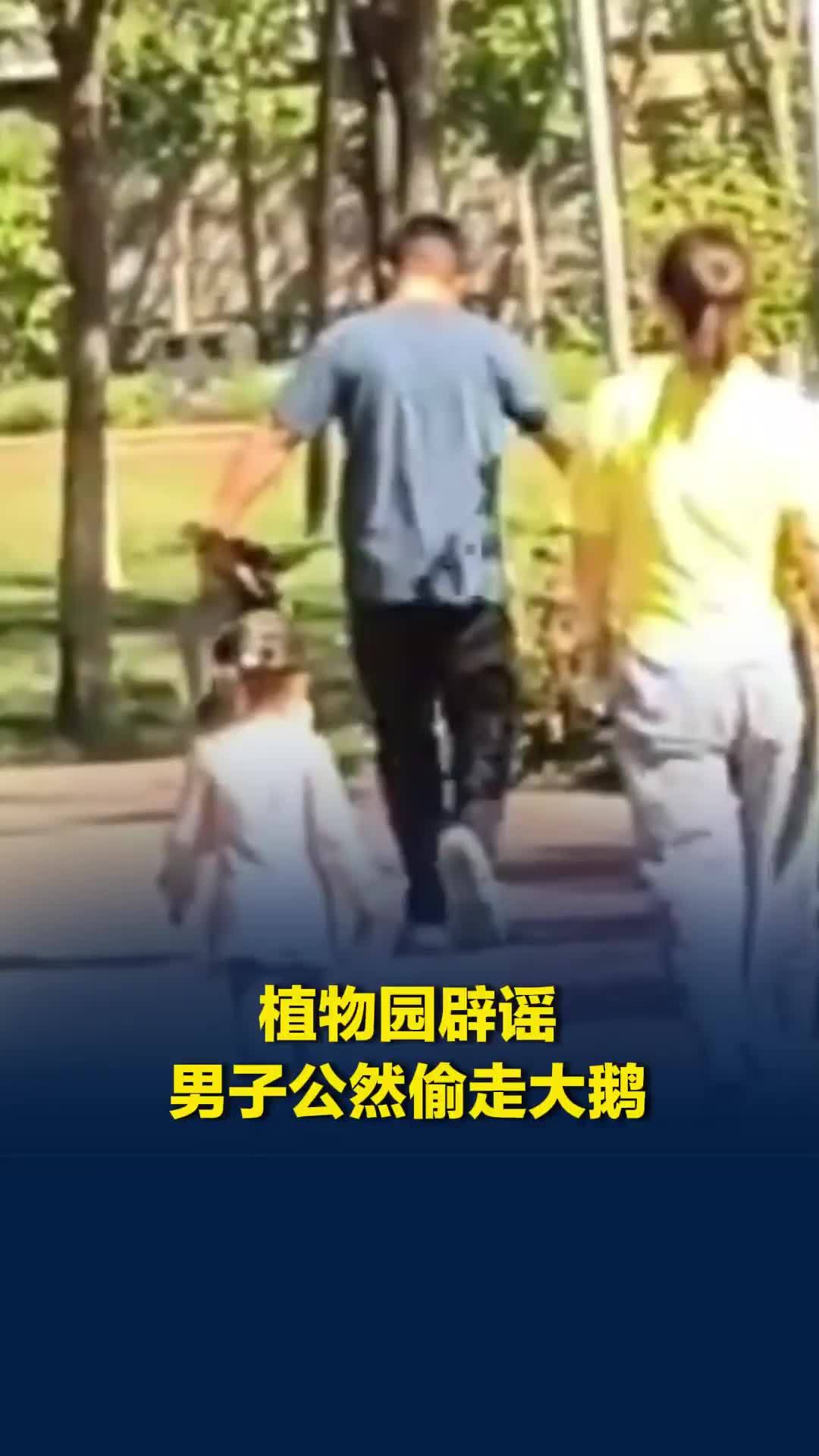 河北一植物园里大鹅被男子“偷走”？园方辟谣：是工作人员抓的，秋冬要统一养殖