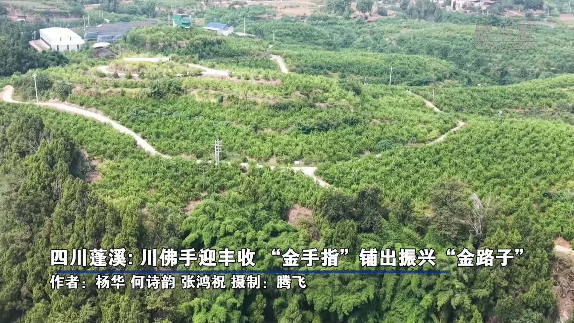 四川蓬溪：川佛手迎丰收“金手指”铺出振兴“金路子”