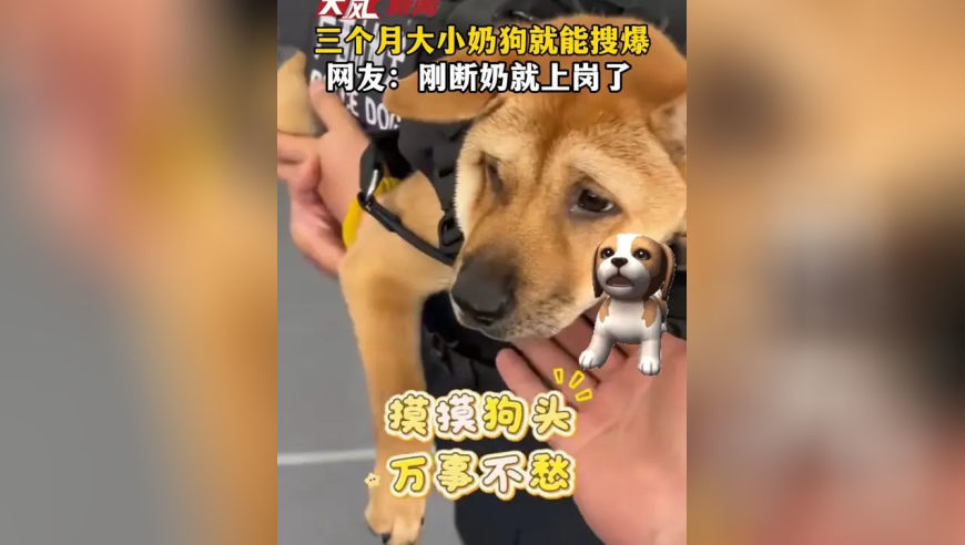 三个月大小奶狗就能搜爆 网友：刚断奶就上岗了