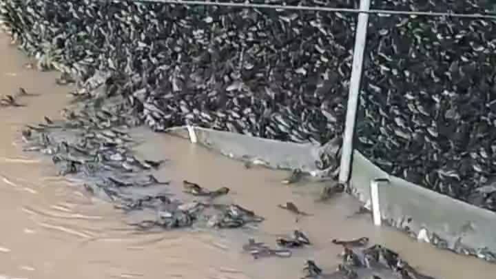 海南乐东洪水冲走大量牛蛙