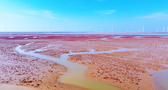 东营利津：金秋海滩披红毯 生态壮美入画来