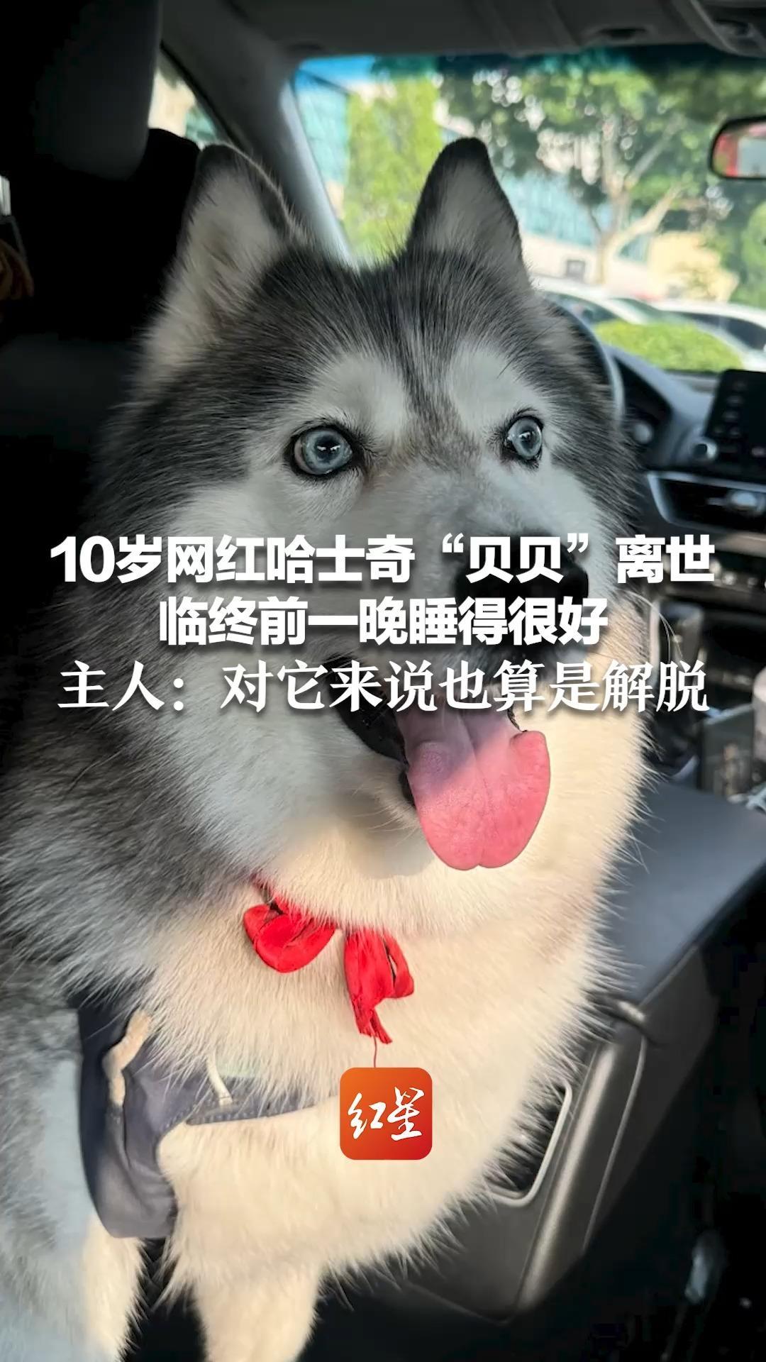 10岁网红哈士奇“贝贝”离世 临终前一晚睡得很好 主人：对它来说也算是解脱 结束所有病痛，安静长眠