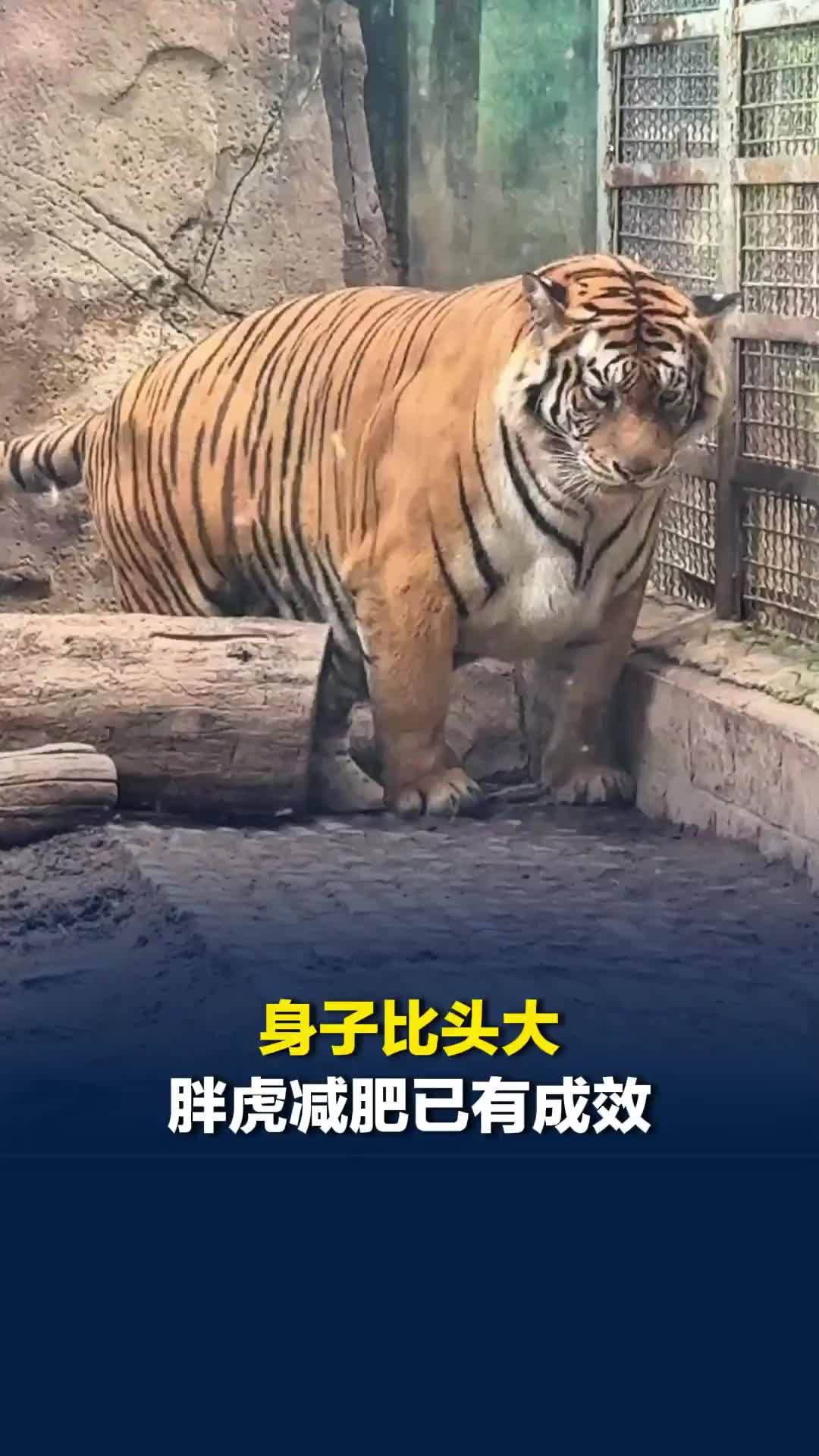 身子比头大，胖虎减肥已有成效！体重已控制在合理范围，动物园：有抢食习惯所以吃胖了
