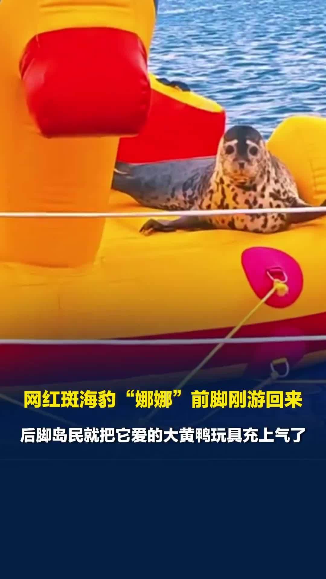 网红斑海豹“娜娜”前脚刚游回来，后脚岛民就把它爱的大黄鸭玩具充上气了