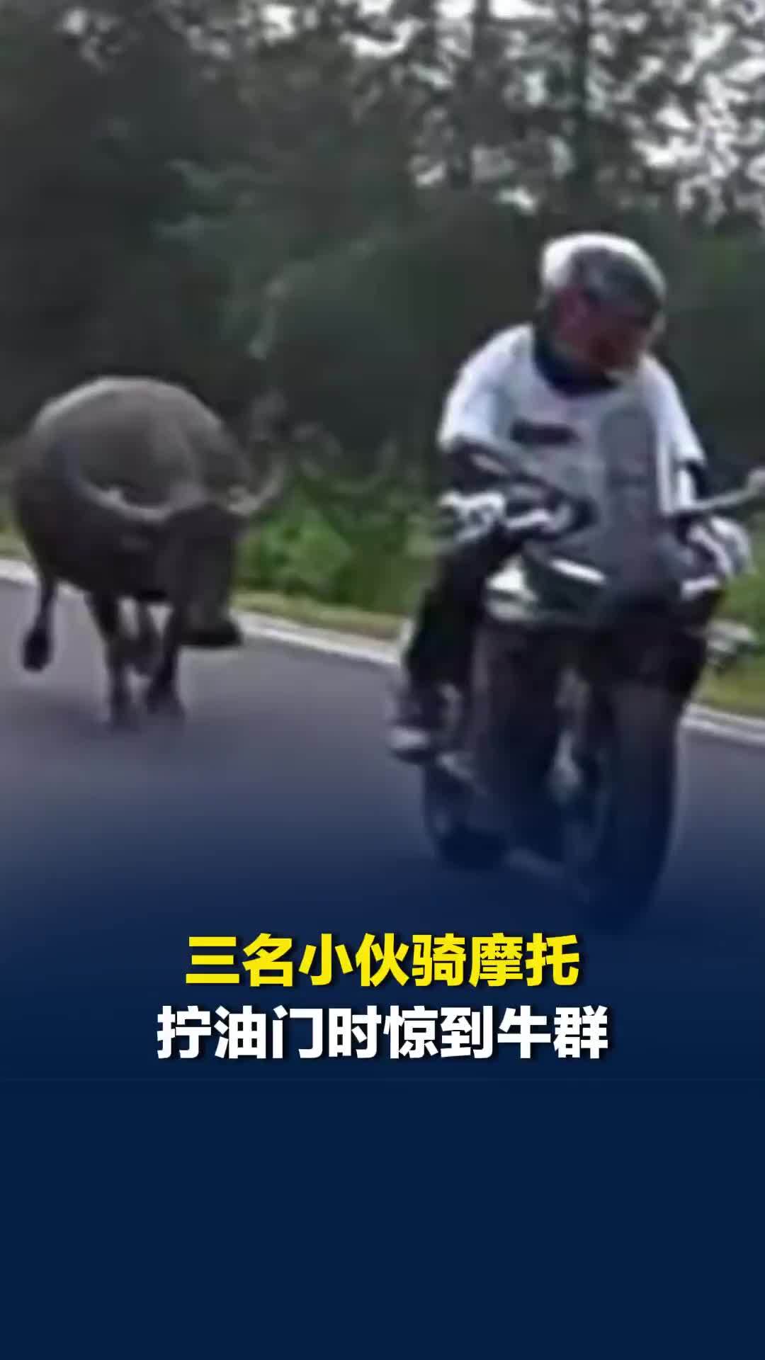 三名小伙骑摩托拧油门时惊到牛群，被牛群追赶，所幸躲避及时