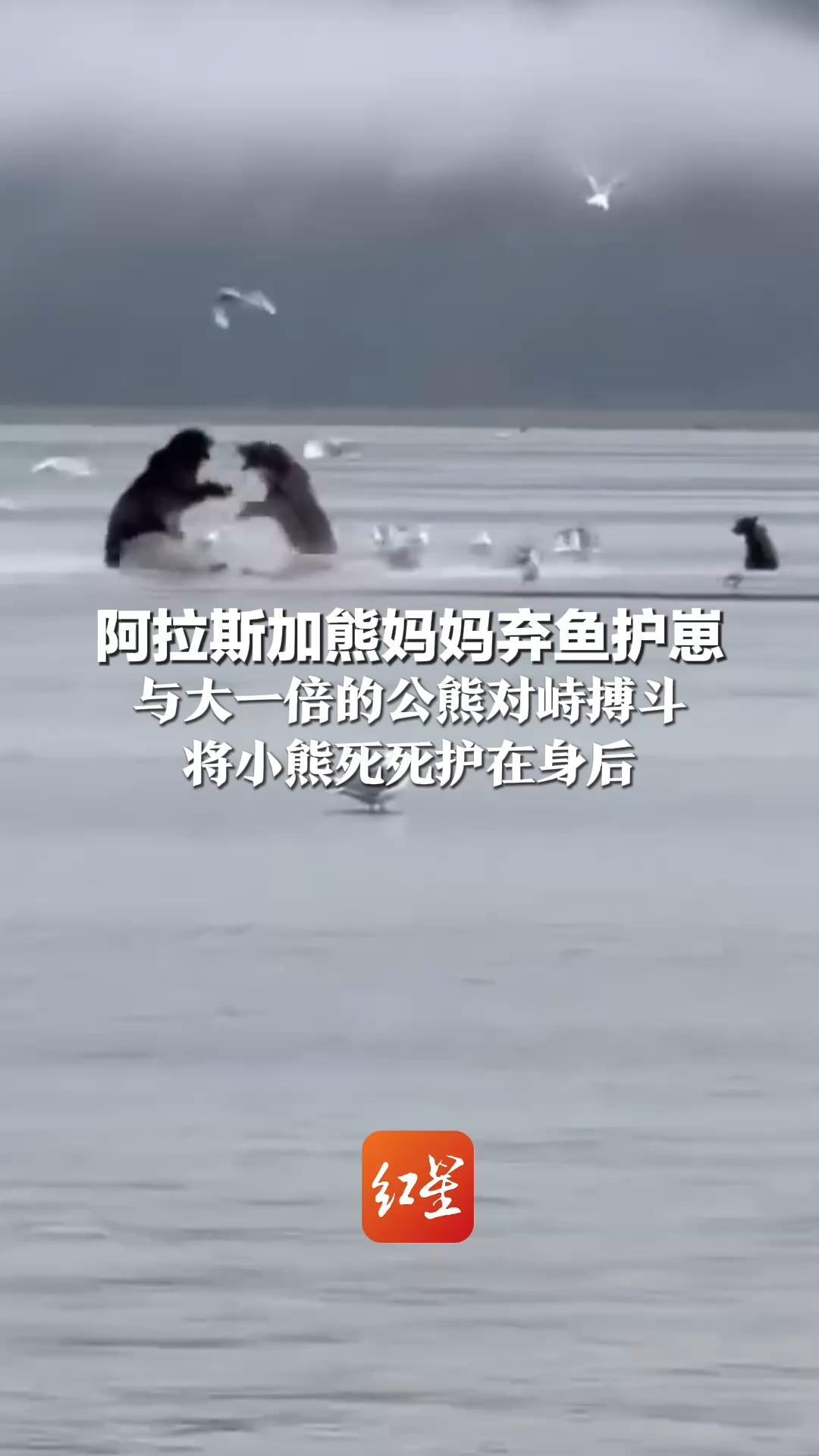 阿拉斯加熊妈妈弃鱼护崽 与大一倍的公熊对峙搏斗 将小熊死死护在身后“你可以抢食物，但不能动我孩子”