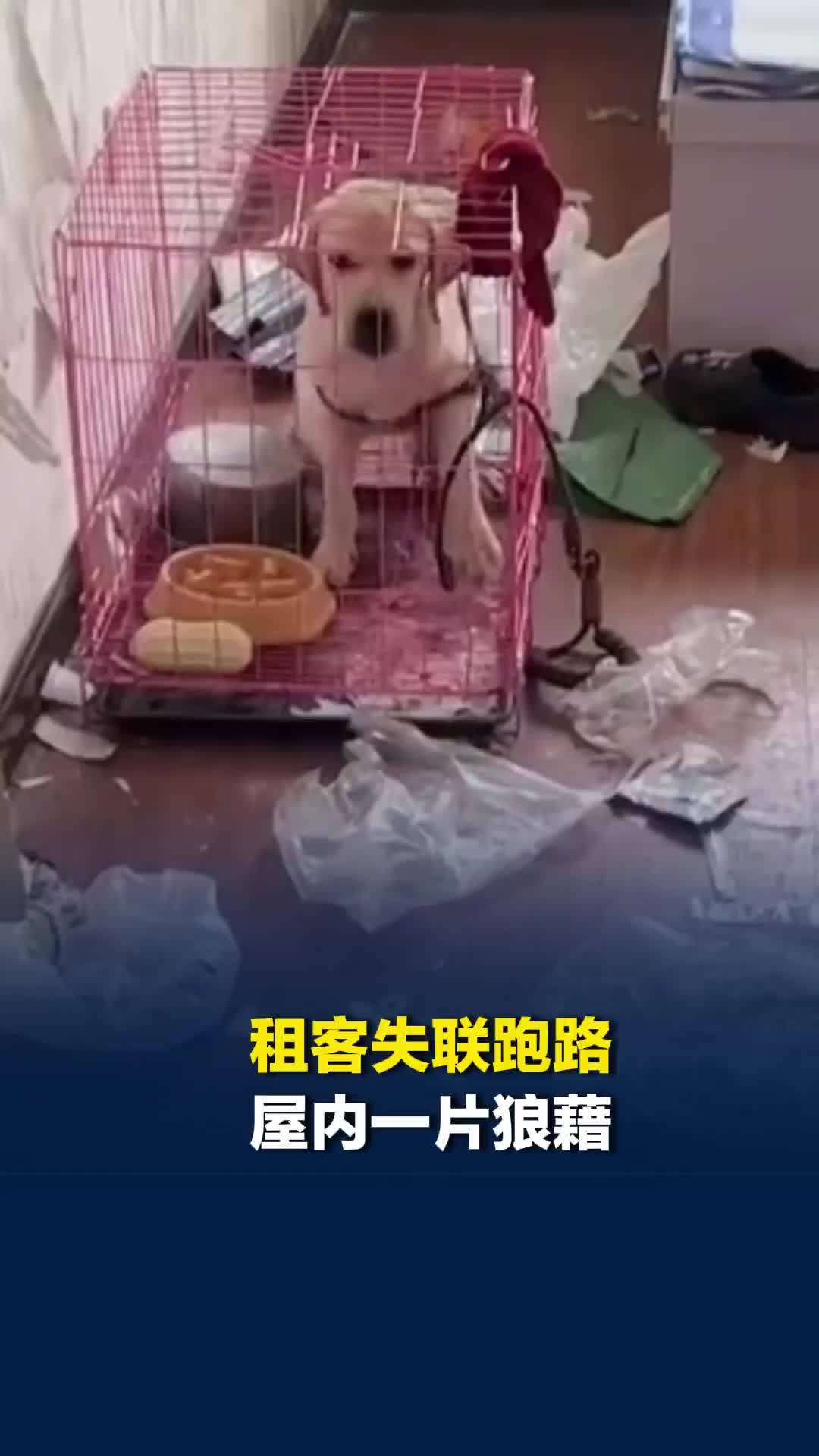 租客失联跑路，屋内一片狼藉还留下笼子里的狗，中介无奈联系捕犬队接收