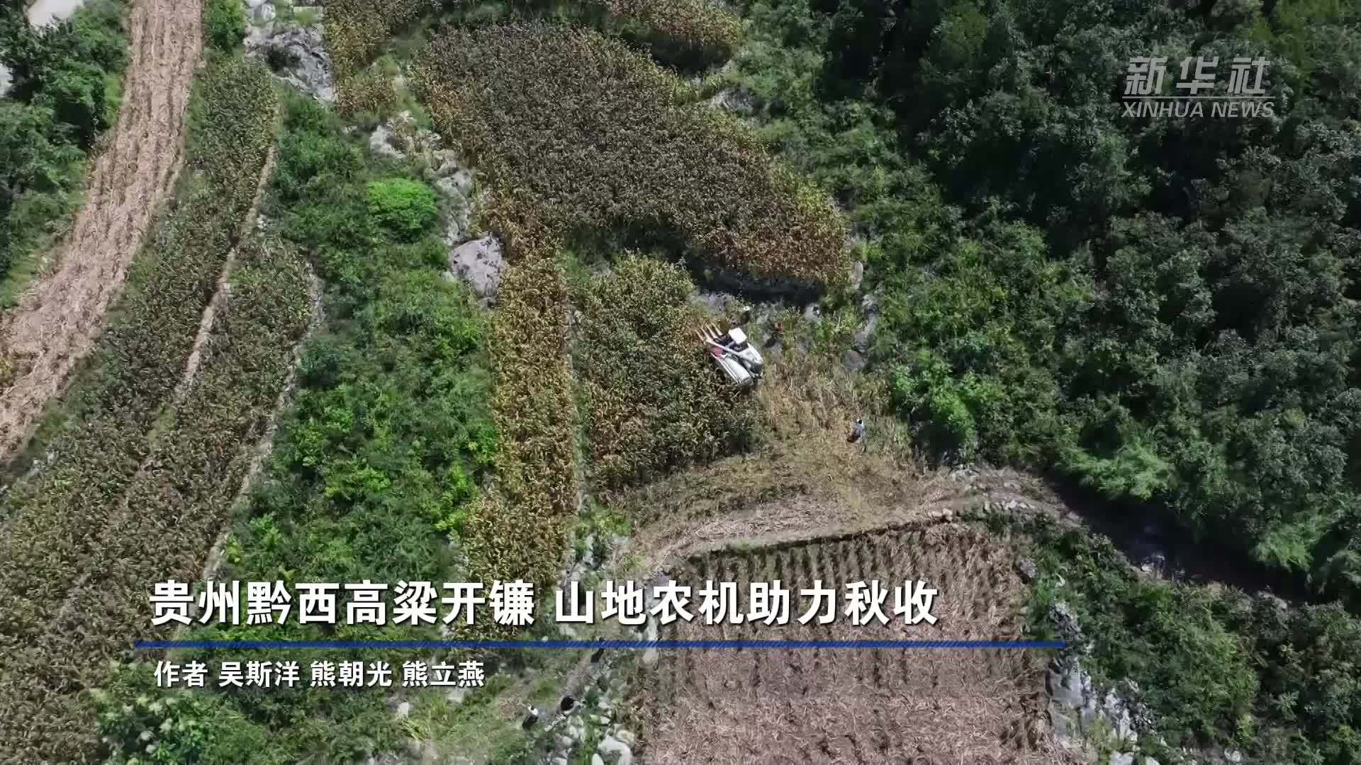 贵州黔西高粱开镰 山地农机助力秋收