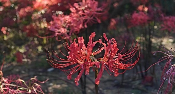 夹河之畔，“彼岸”花开