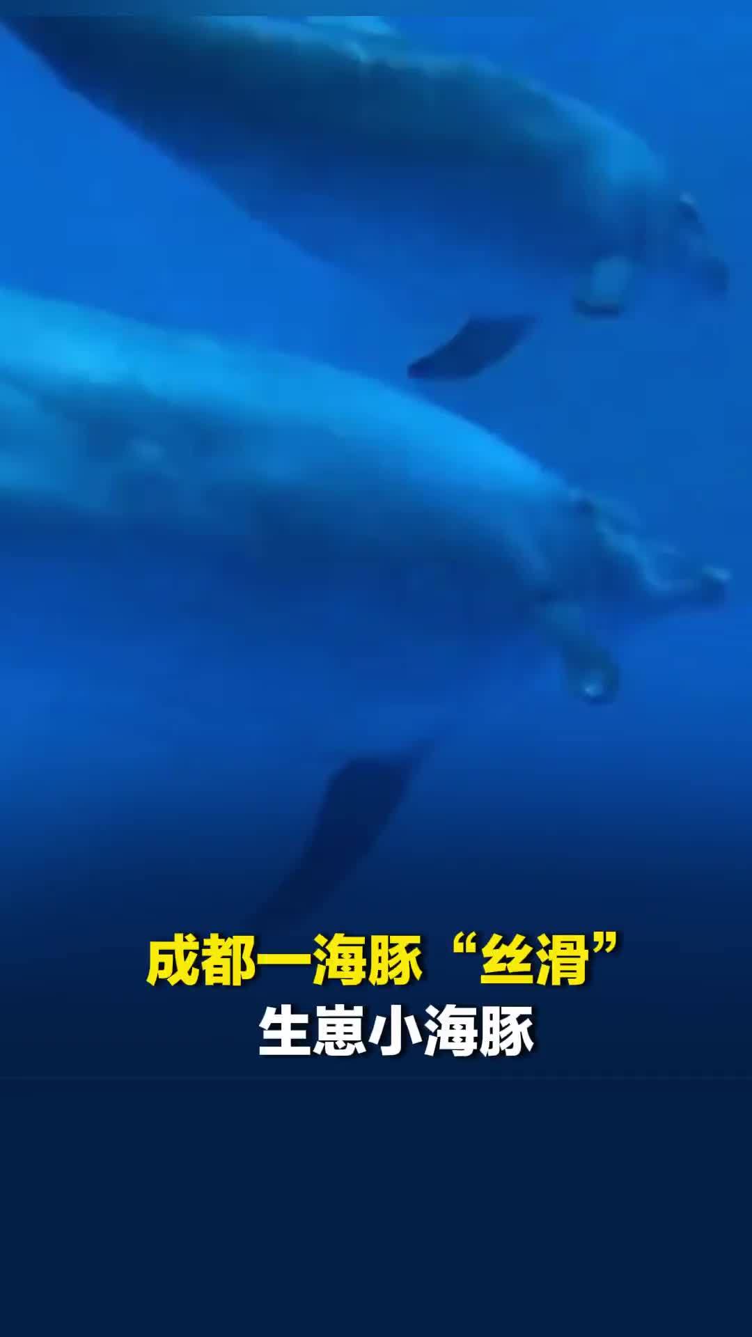 成都一海豚丝滑生崽，小海豚生下来1.1米长、20公斤重，水里追着妈妈要“贴贴”