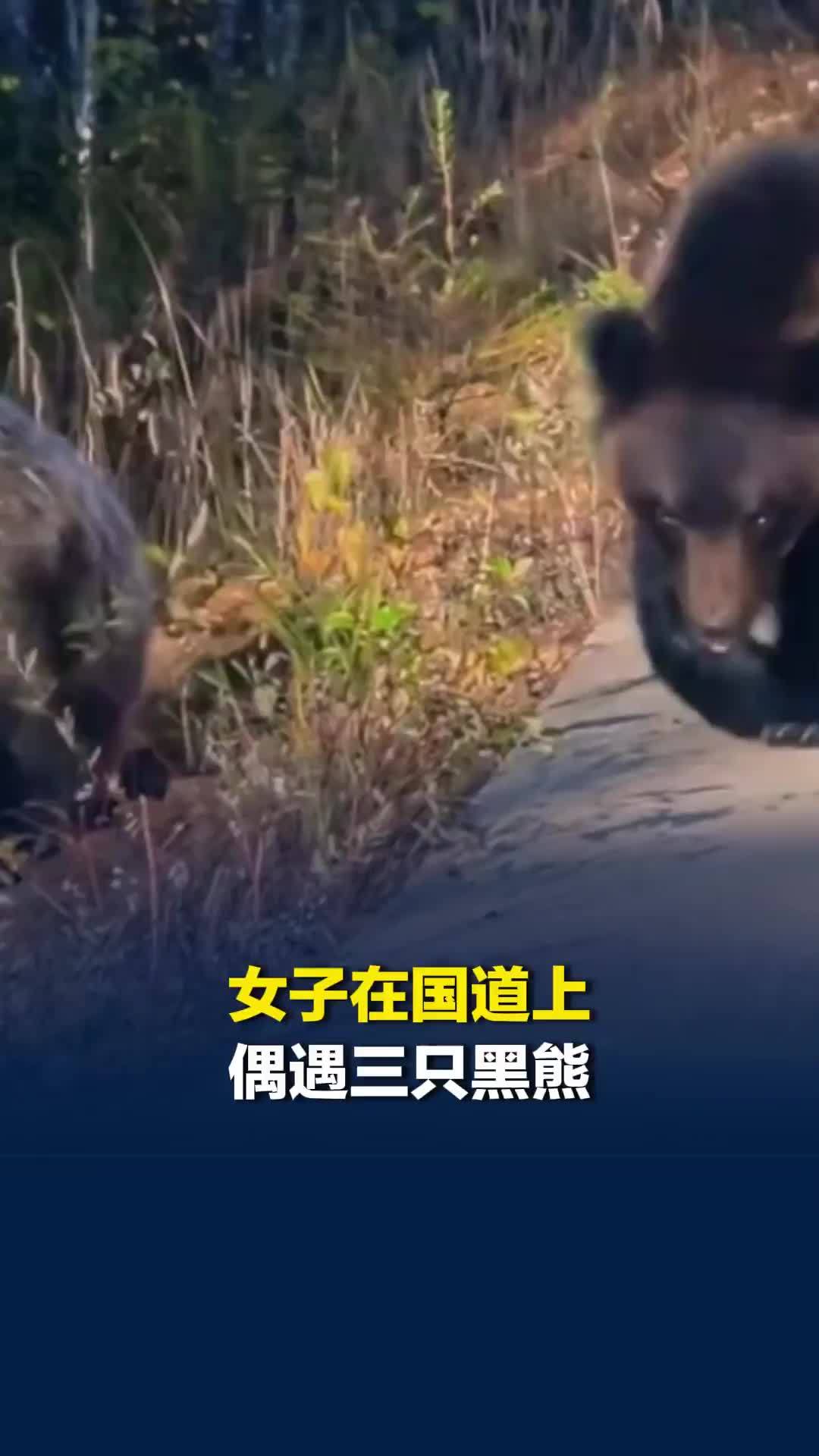 女子在国道上偶遇三只黑熊，只有一窗之隔，十分惊险