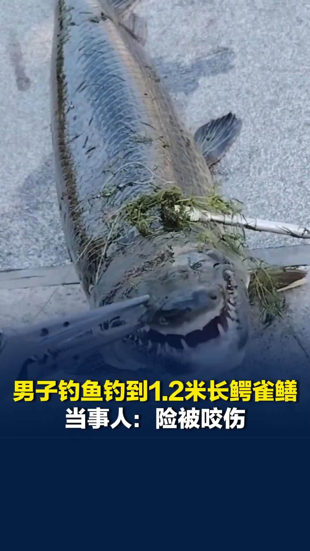 山东一男子钓鱼钓到1.2米长鳄雀鳝，当事人：险被咬伤，报警后已无害化处理