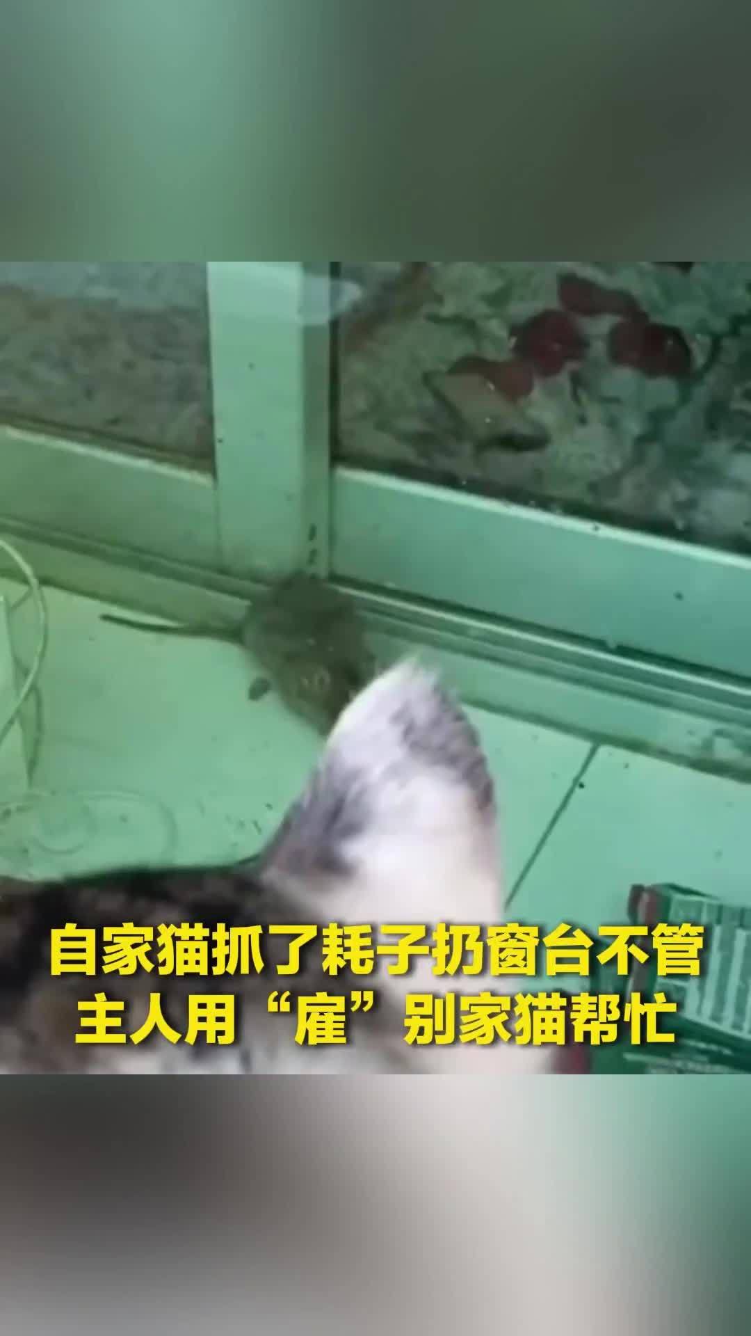 自家猫抓了耗子扔窗台不管了，主人用罐头“雇”别家猫帮忙，网友：“雇”到绝世好猫了