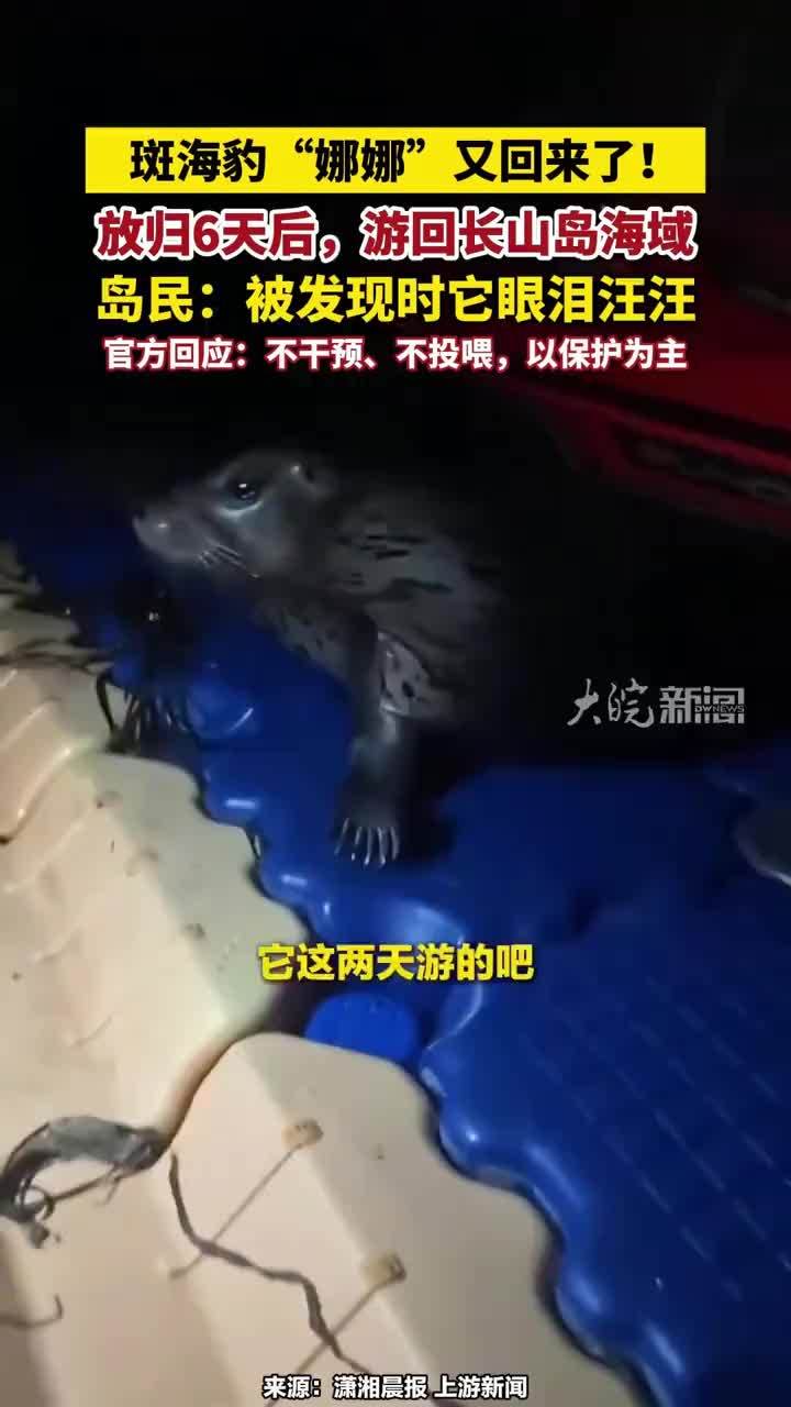 斑海豹“娜娜”又回来了！放归6天后，游回长山岛海域，岛民：被发现时它眼泪汪汪，官方回应：不干预、不投喂，以保护为主#斑海豹“娜娜”又回来了 #斑海豹娜娜