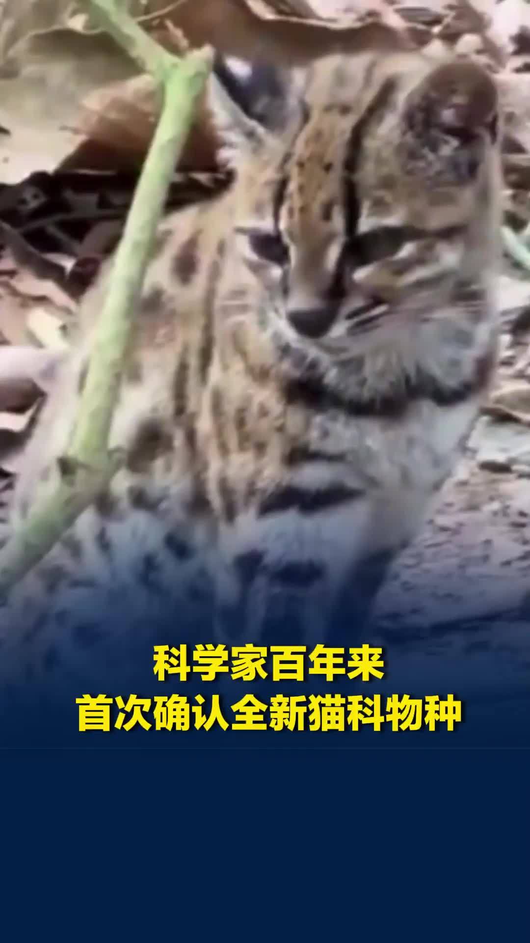 科学家百年来首次发现全新猫科物种，体型小于普通家猫，网友：怎么长得豹里豹气的