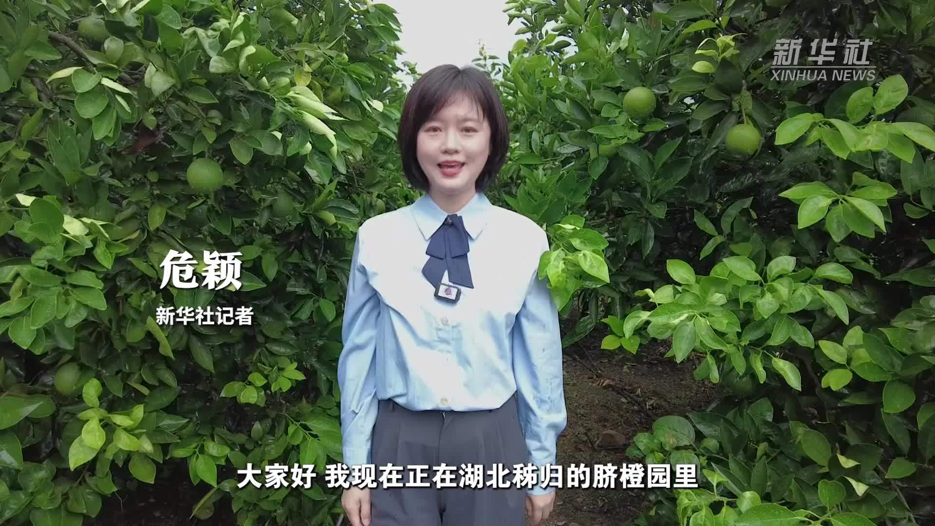 活力中国调研行｜无人机上阵 秭归橙子“飞”出山