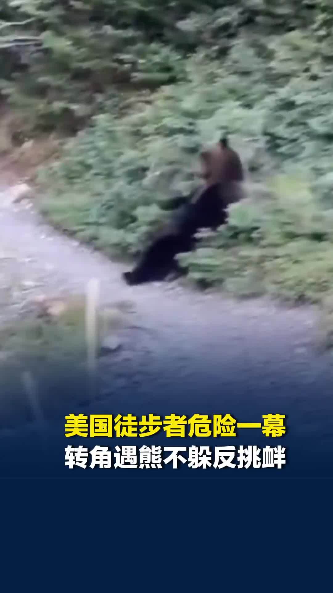 美国徒步者危险一幕！转角遇熊不躲反挑衅，不停呼喊“我爱你熊先生”