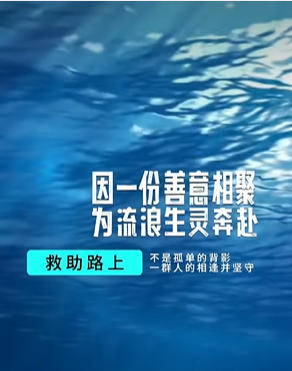 汇聚微光暖生灵!“爱心投喂站”携手航海王开展流浪猫粮公益捐赠活动