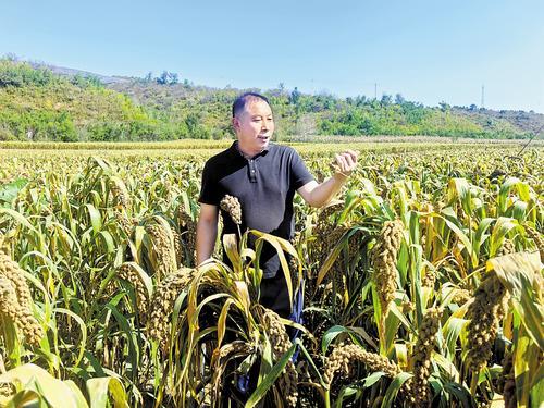 9月6日,丰宁满族自治县波罗诺镇老庙营村村民在查看小米长势。王建伟摄
