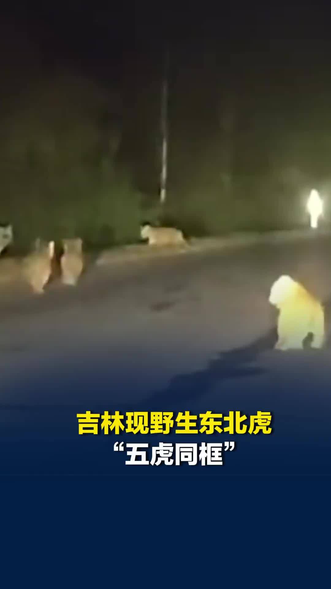 吉林现野生东北虎“五虎同框”，网友拍下偶遇“虎虎虎虎虎”画面