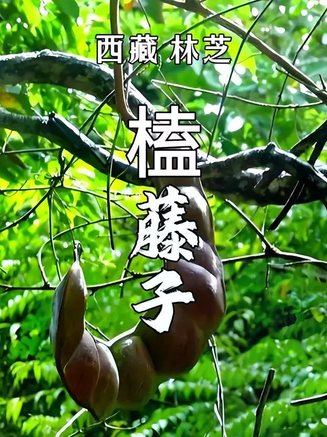 中国境内最大的荚果，煮九遍才敢吃的人间至味 #美食 #榼藤子