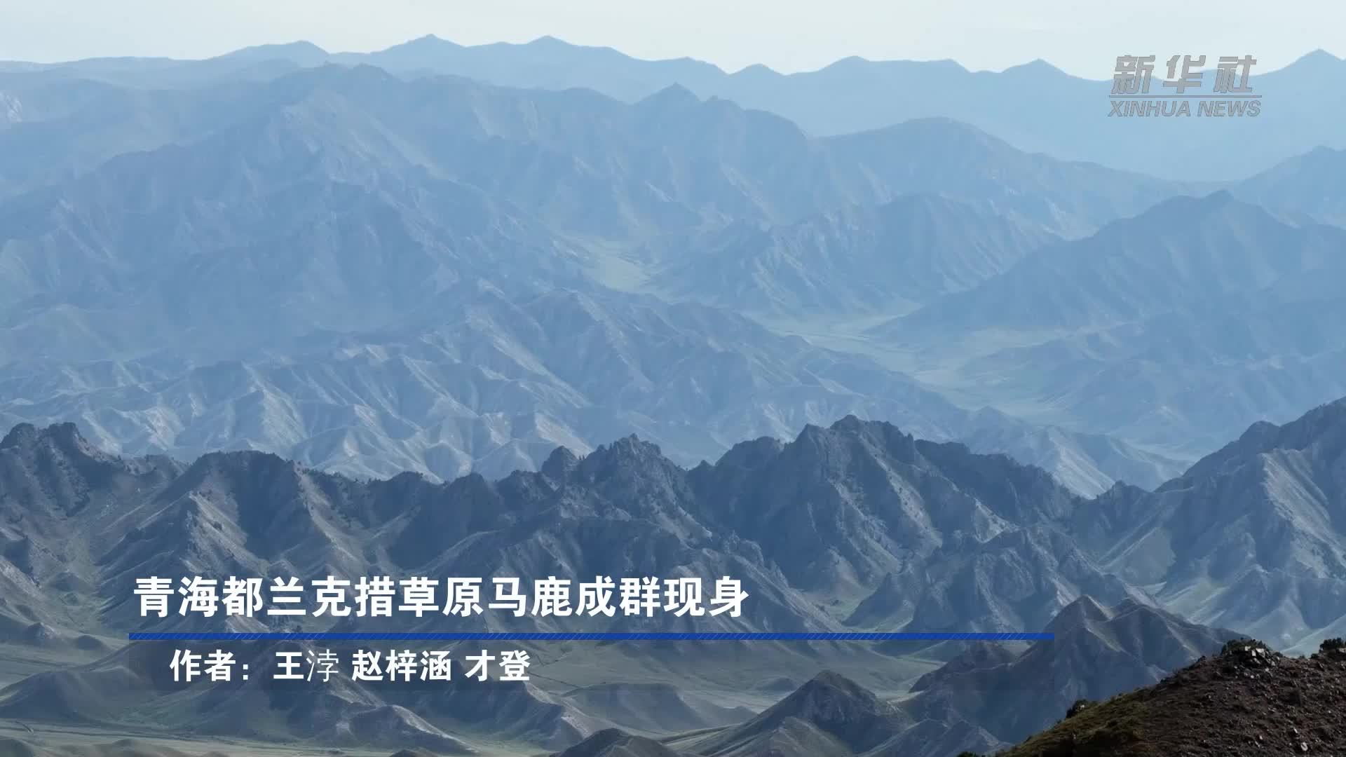 青海都兰克措草原马鹿成群现身
