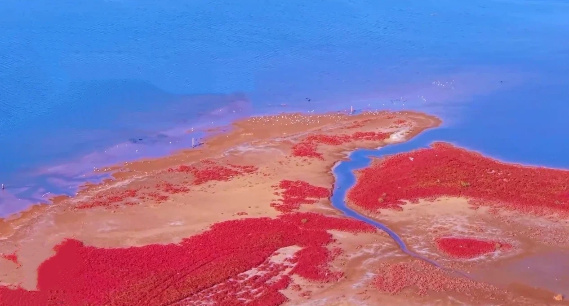 潍坊昌邑： 秋日美景正当时 浅海滩涂红如画