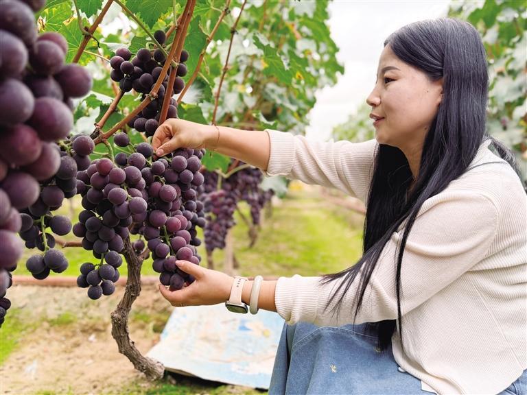 市民采摘葡萄