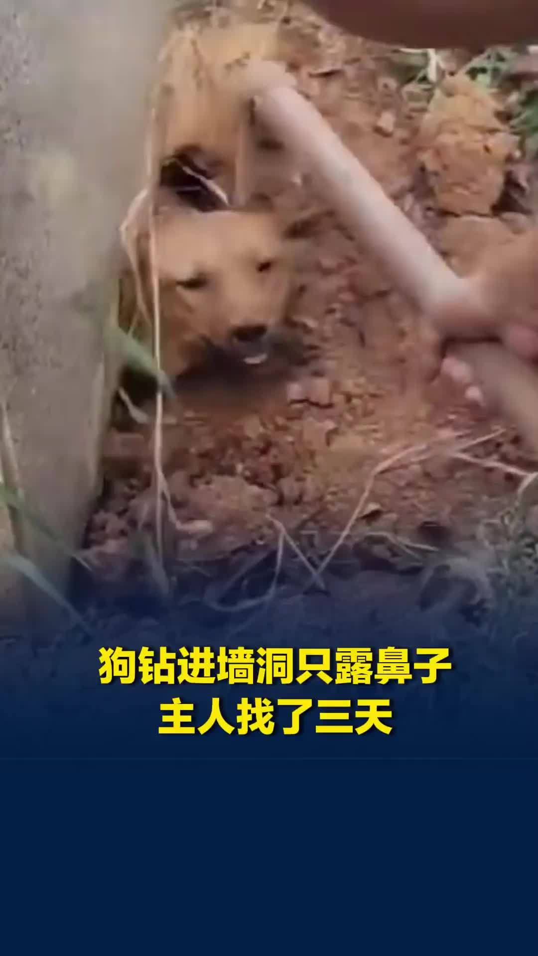 狗狗钻进墙根土洞只露鼻子，找了三天才将其刨出，主人：去年掉过枯井，很让人操心