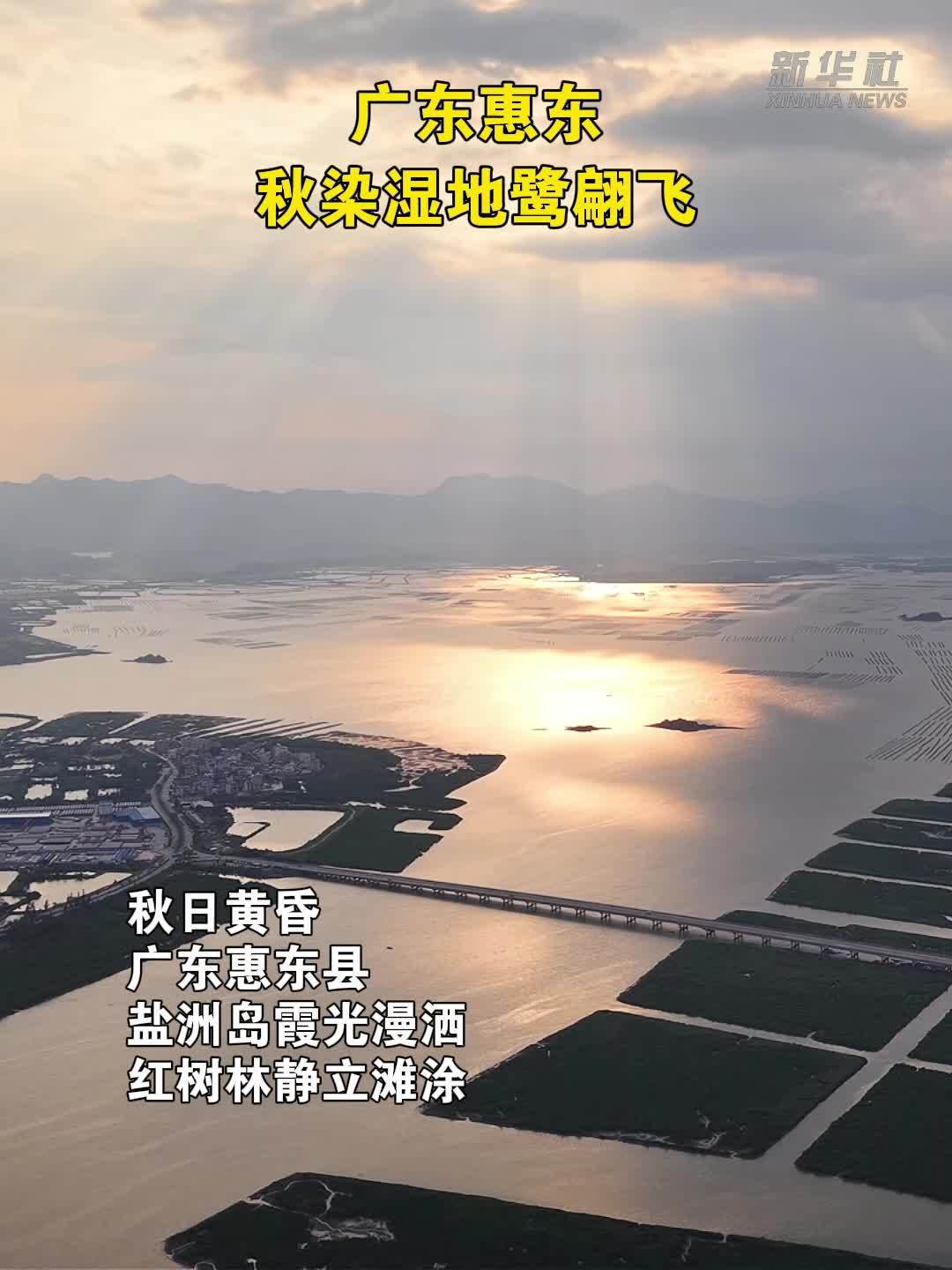 广东惠东：秋染湿地鹭翩飞