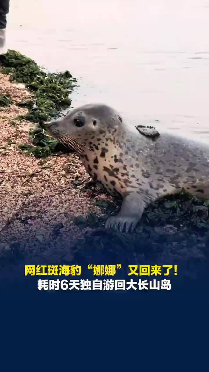 网红斑海豹娜娜二次放归后再现身！岛民：被发现时它眼泪汪汪，瘦了不少