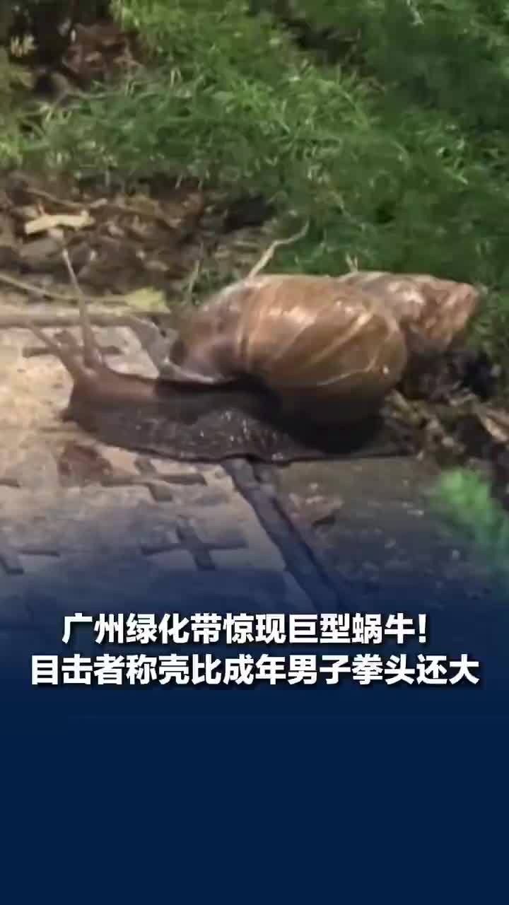 广州绿化带惊现拳头大蜗牛