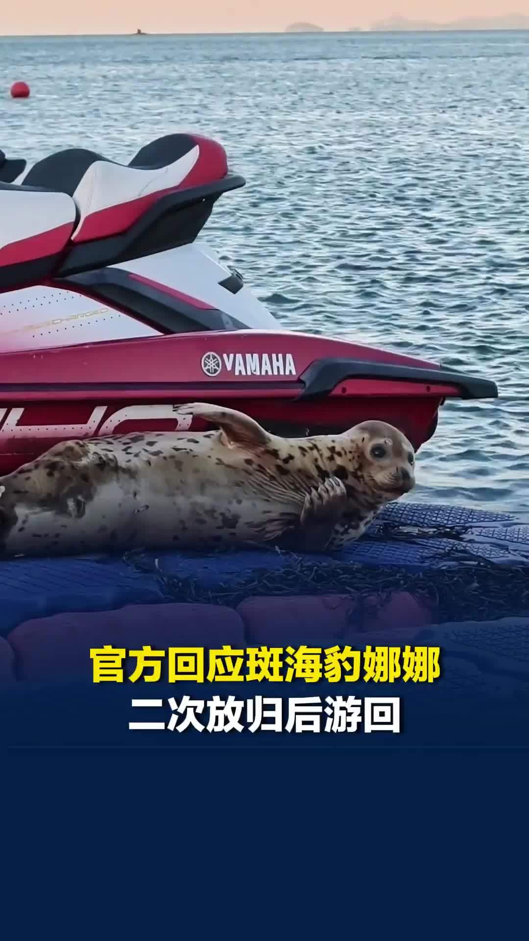 官方回应斑海豹娜娜二次放归后游回：不再强行转移，尊重娜娜的选择