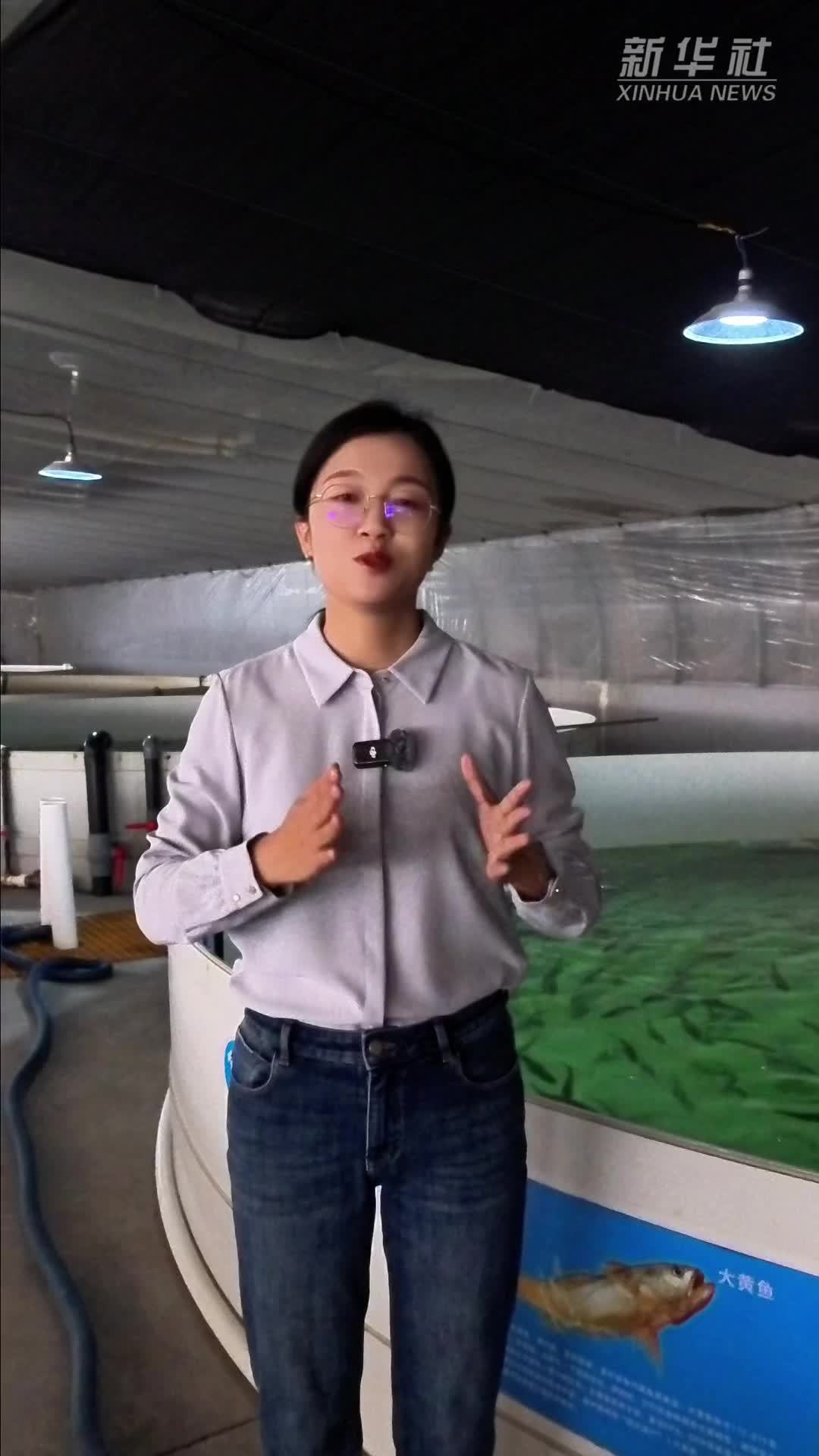 秀我中国｜想不到，盐碱滩竟能养出东海大黄鱼