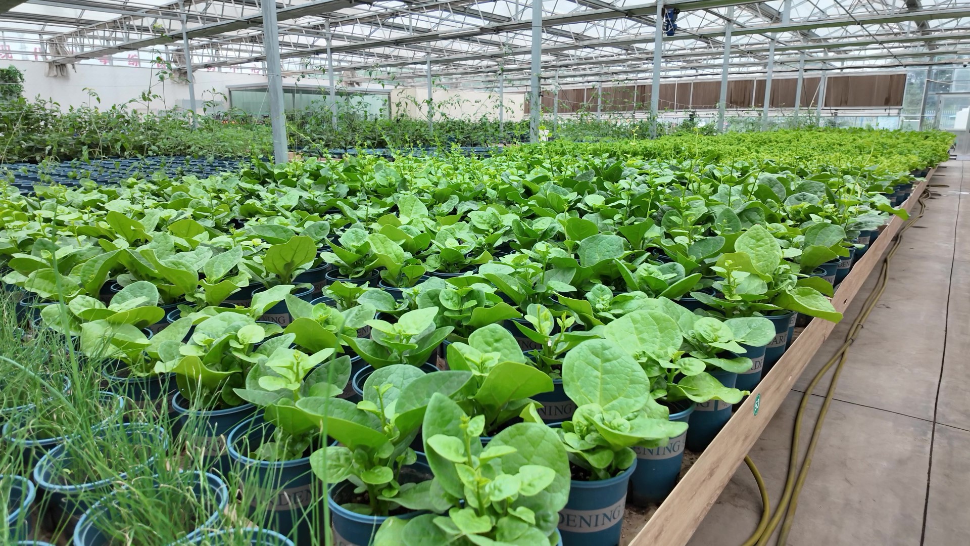 在智能玻璃温室种植的蔬菜
