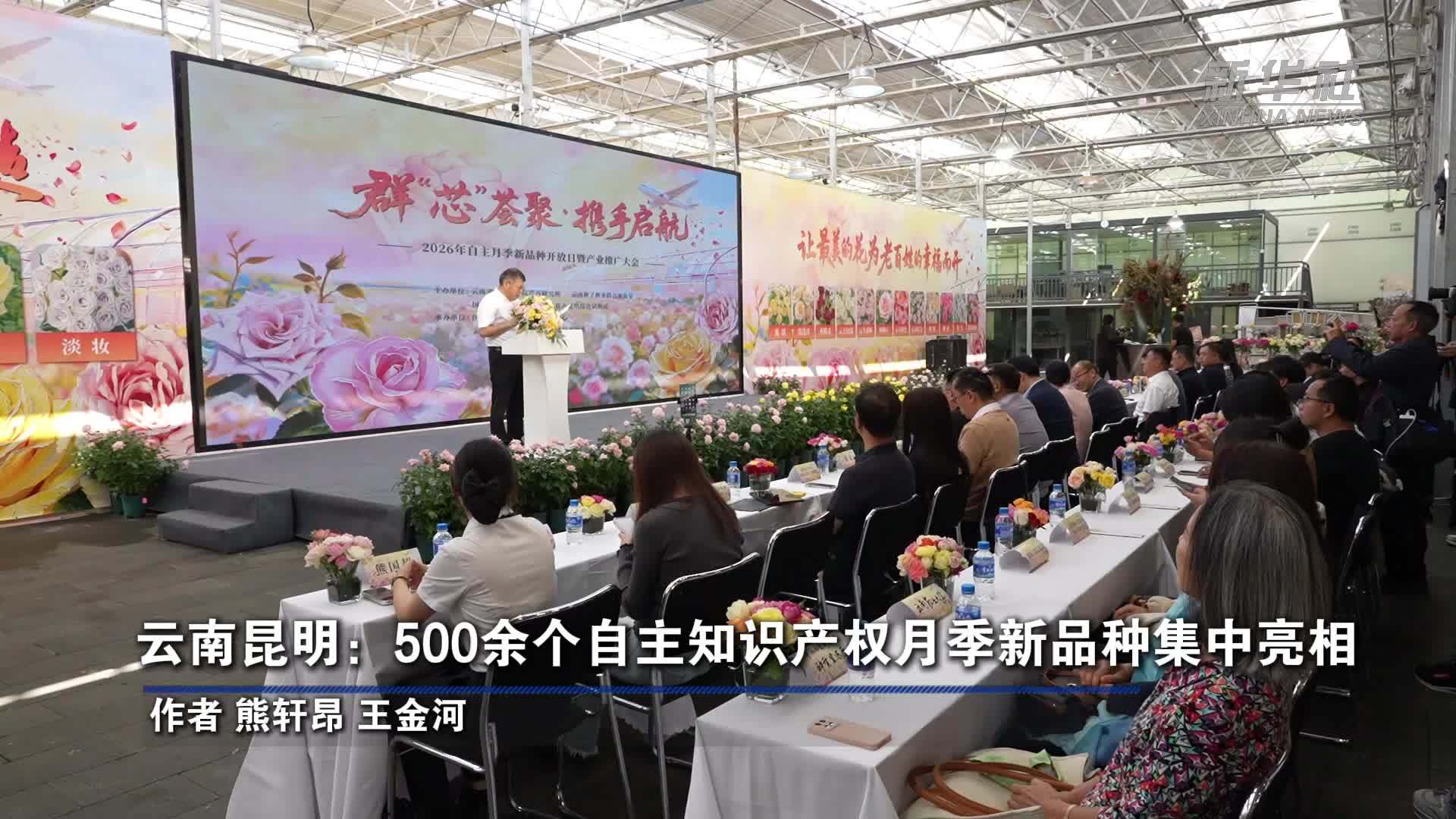 云南昆明：500余个自主知识产权月季新品种集中亮相